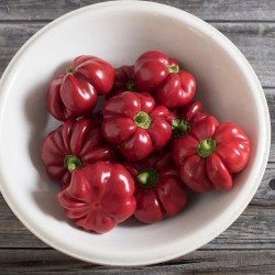 Hungarian Cheese Pepper Seeds for Planting (Hạt Ớt Bí Đỏ)