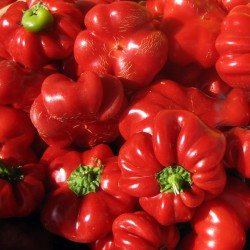 Hungarian Cheese Pepper Seeds for Planting (Hạt Ớt Bí Đỏ)