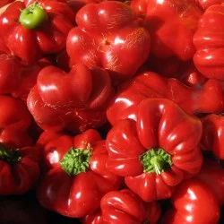 Pepper Seeds - Sweet - Cheese Red