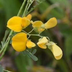 Sesbania Sesban Flower Seeds for Planting (Hạt Bông Điên Điển)