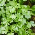 Cilantro Coriander Seeds for Planting (Hạt Ngò Rí)