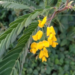 Sesbania Sesban Flower Seeds for Planting (Hạt Bông Điên Điển)