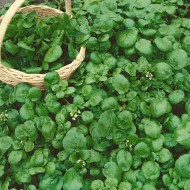 Watercress Seeds for Planting (Hạt Xà Lách Xoong)