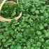 Watercress Seeds for Planting (Hạt Xà Lách Xoong)