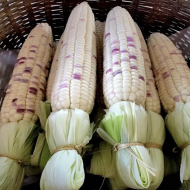 Pink Sticky Corn Seeds for Planting (Hạt Bắp Nếp Cẩm Hồng) Pink Sticky Corn Seeds for Planting (Hạt Bắp Nếp Cẩm Hồng)