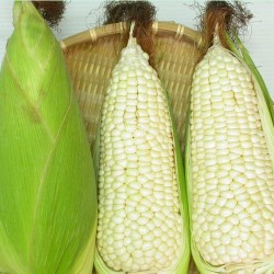 Waxy Corn Seeds for Planting (Hạt Bắp Nếp)