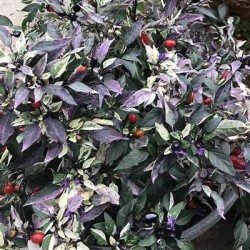 Royal Black Pepper Seeds for Planting (Hạt Ớt Đen)