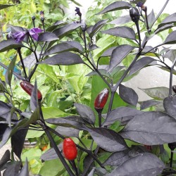 Royal Black Pepper Seeds for Planting (Hạt Ớt Đen)