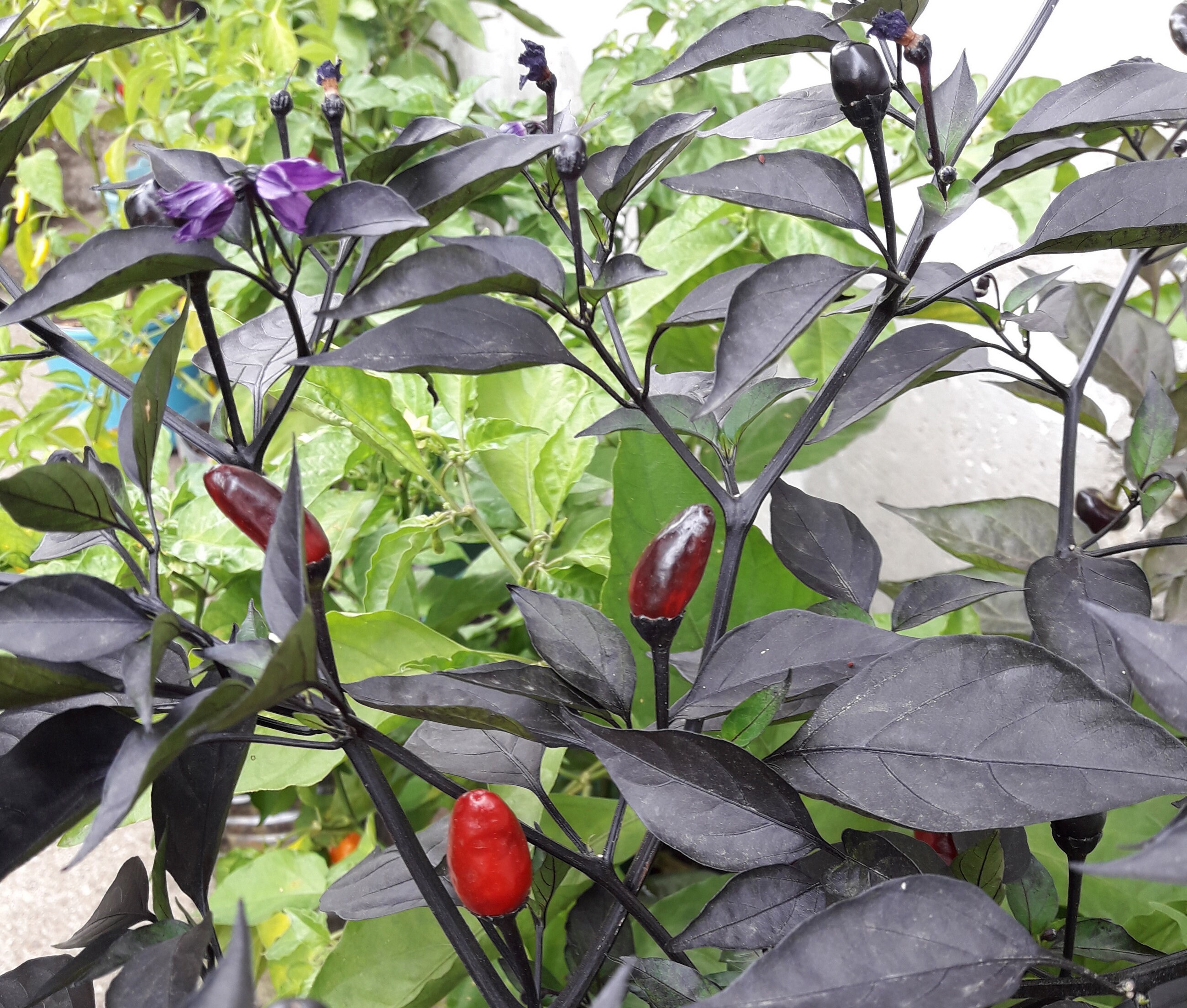 Royal Black Pepper Seeds for Planting (Hạt Ớt Đen)