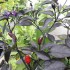 Royal Black Pepper Seeds for Planting (Hạt Ớt Đen)