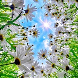 Daisy Flower Seeds for Planting (Hạt Hoa Cúc)