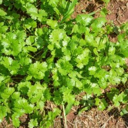 Cilantro Coriander Seeds for Planting (Hạt Ngò Rí)