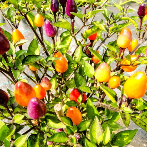Hot Fire Cracker Pepper - Colorful Pepper seeds - Ớt Ngũ Sắc