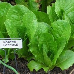 Little Caesar Lettuce Seeds for Planting (Hạt Xà Lách)