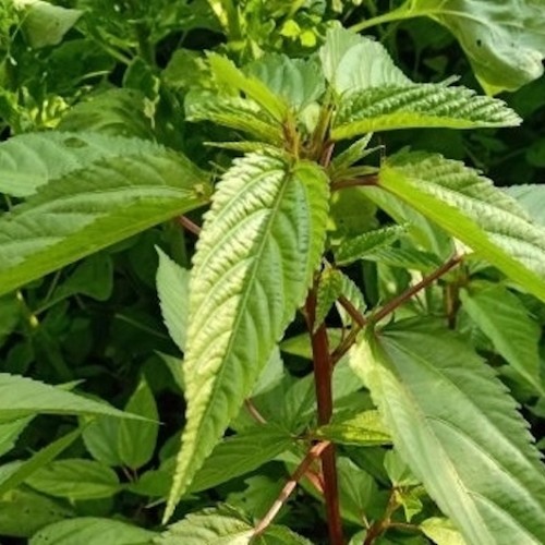 Red Jute. Saluyot - Molokhia - Egyptian Spinach seeds - Rau Đay