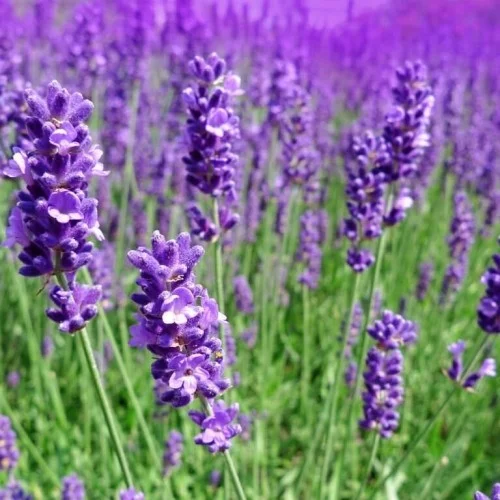 Hoa Lavender khô