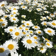 Daisy Flower Seeds for Planting (Hạt Hoa Cúc)