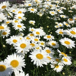 Daisy Flower Seeds for Planting (Hạt Hoa Cúc)
