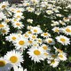 Daisy Flower seeds - Hoa Cuc