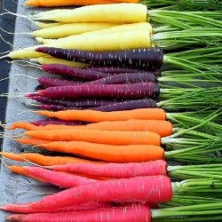 Rainbow Blend Carrot Seeds for Planting (Hạt Cà Rốt Nhiều Màu)