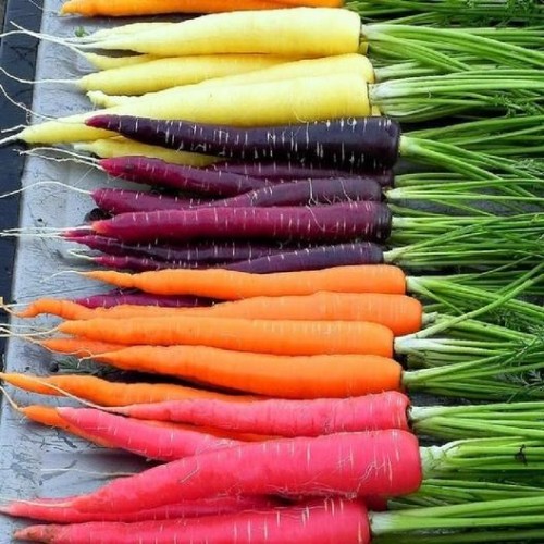 Rainbow Blend Carrot Seeds for Planting (Hạt Cà Rốt Nhiều Màu) Rainbow Blend Carrot Seeds for Planting (Hạt Cà Rốt Nhiều Màu)