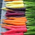Rainbow Blend Carrot Seeds for Planting (Hạt Cà Rốt Nhiều Màu)