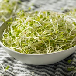 Red Clover Microgreen Seeds for Planting (Hạt Mầm Cỏ Ba Lá)