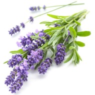 Lavender Flower Seeds for Planting (Hạt Hoa Lavender)