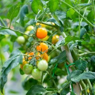 Gold Nugget Yellow Tomato Seeds for Planting (Hạt Cà Chua Vàng)