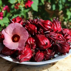 Roselle Hibiscus Asian Sour Leaf Seeds for Planting (Hạt Bụp Giấm Atiso Đỏ)