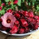 Hibiscus, Asian Sour Leaf, Roselle seeds, Hoa Bup Giam, Atiso Do