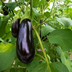 Black Beauty Eggplant Seeds for Planting (Hạt Cà Tím To)