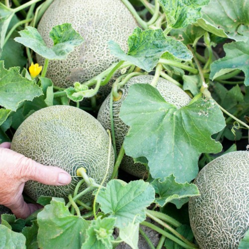 Green Athena Melon seeds, Cantaloupe, Dua Luoi