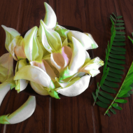 Sesbania Grandiflora Hummingbird Tree Seeds for Planting (Hạt So Đũa)