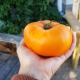 Large Amana Orange Tomato seeds, Ca Chua Cam