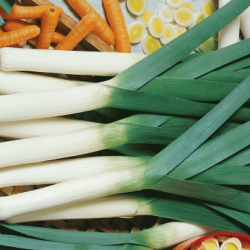American Flag Leek Onion Seeds for Planting (Hạt Hành Boa Rô)