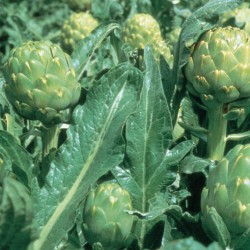 Green Globe Artichoke Seeds for Planting (Hạt Atiso)