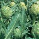 Green Artichoke seeds - Atiso
