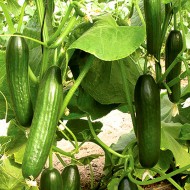 Beit Alpha Cucumber Seeds for Planting (Hạt Dưa Leo)