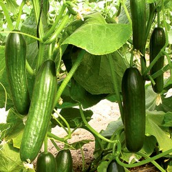 Beit Alpha Cucumber Seeds for Planting (Hạt Dưa Leo)