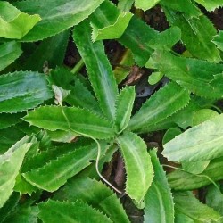 Mexican Coriander Culantro Seeds for Planting (Hạt Ngò Gai)