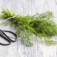 Dill Herb Seeds for Planting (Hạt Thì Là)
