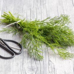 Dill Herb Seeds for Planting (Hạt Thì Là)