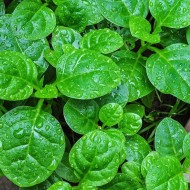 Green Malabar Spinach Seeds for Planting (Hạt Mồng Tơi)
