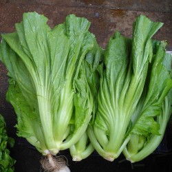 Chinese Mustard Greens Seeds for Planting (Hạt Cải Bẹ Dưa)