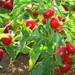 Large Cherry Hot Pepper Seeds for Planting (Hạt Ớt Cherry)
