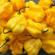 Super Hot Yellow Habanero Pepper Seeds for Planting (Hạt Ớt Vàng)