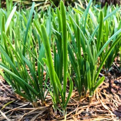 Garlic Chives Seeds for Planting (Hạt Hẹ Lá)