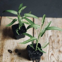 Small Leaf Water Spinach Seeds for Planting (Hạt Rau Muống Lá Nhỏ)