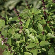 Thai Basil Siam Queen Seeds for Planting (Hạt Húng Quế)
